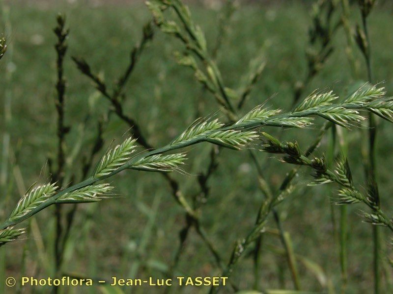 Lolium remotum — search result for 'Lolium'