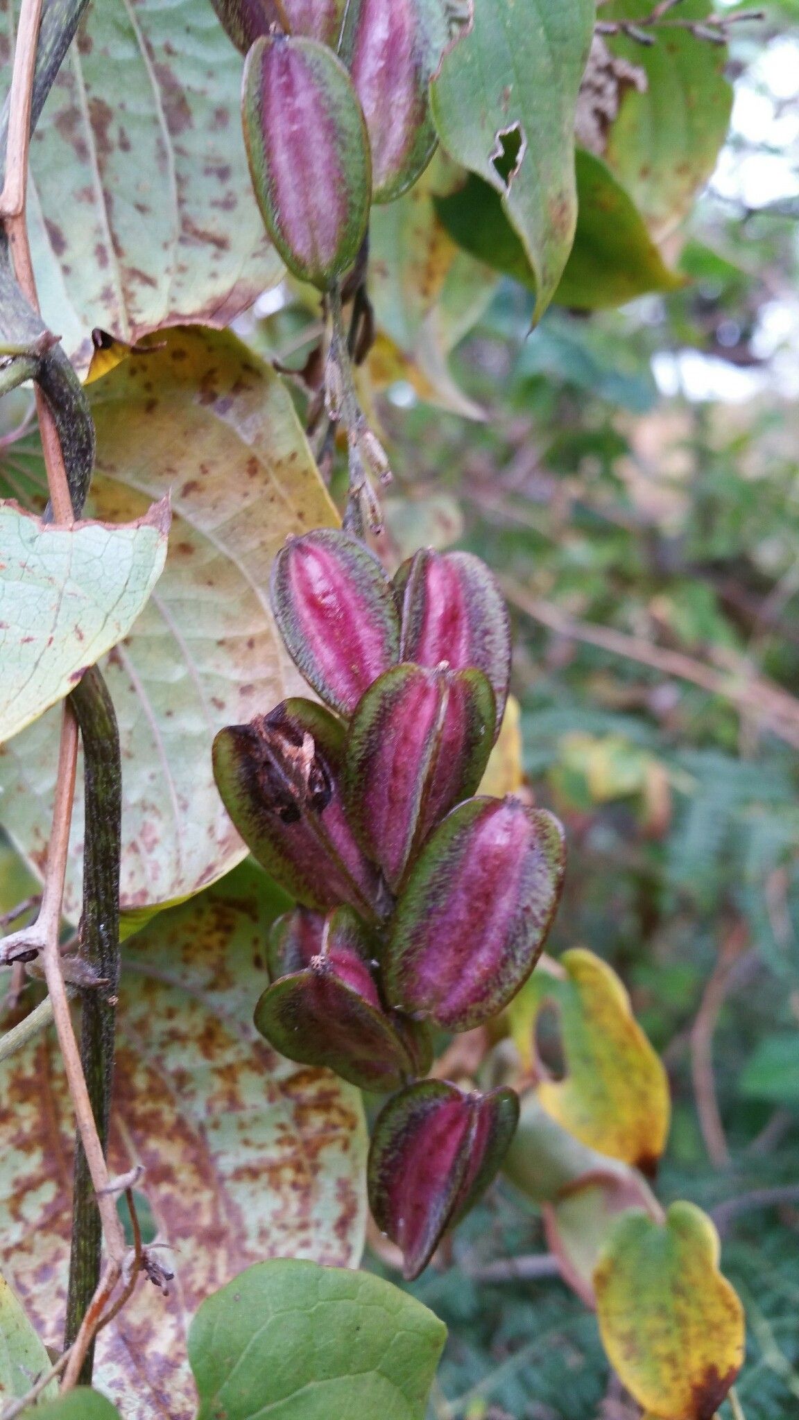 Dioscorea trichantha fruit