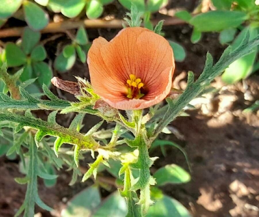 Turnera sidoides flower