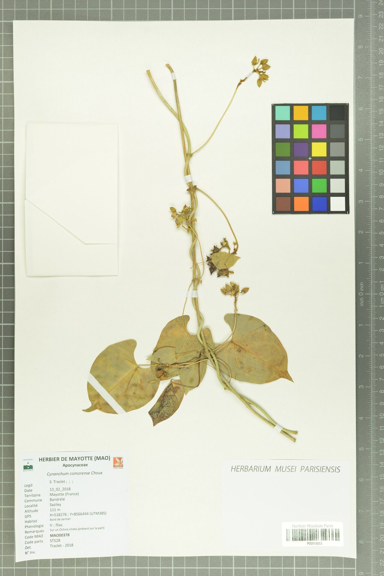 Cynanchum comorense — search result for 'Cynanchum'