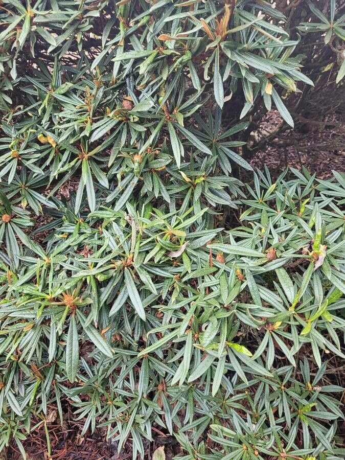 Rhododendron roxieanum leaf