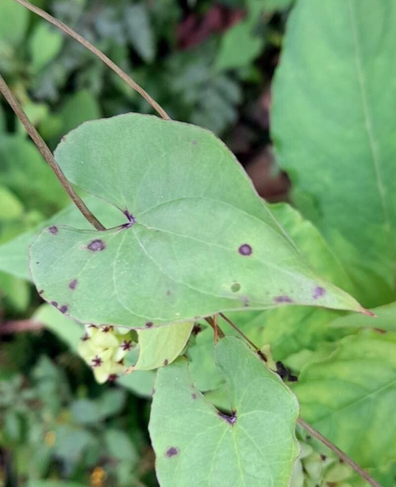 Dioscorea megalantha — houseplant care guide