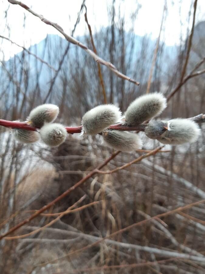 Salix discolor flower