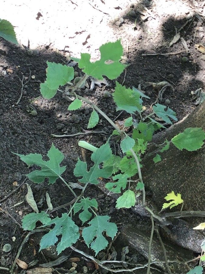 Broussonetia kazinoki