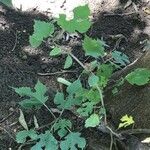 Broussonetia kazinoki