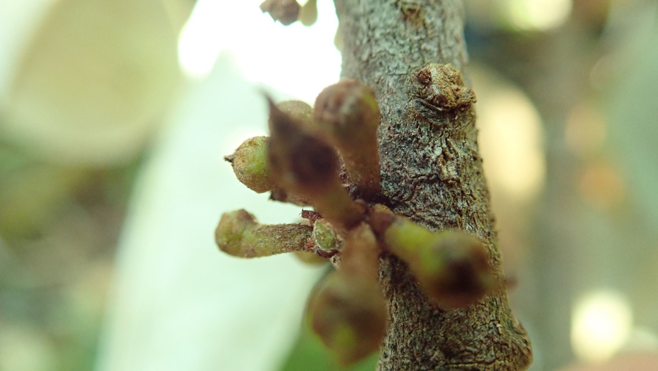 Pycnandra canaliculata bark