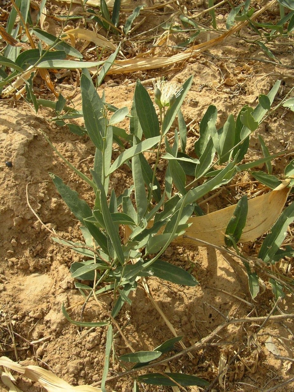 Maerua oblongifolia — search result for 'Saudi Arabia'