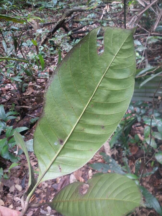 Pouteria melanopoda — search result for 'Suriname'