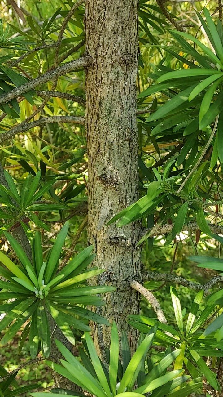 Podocarpus lambertii bark