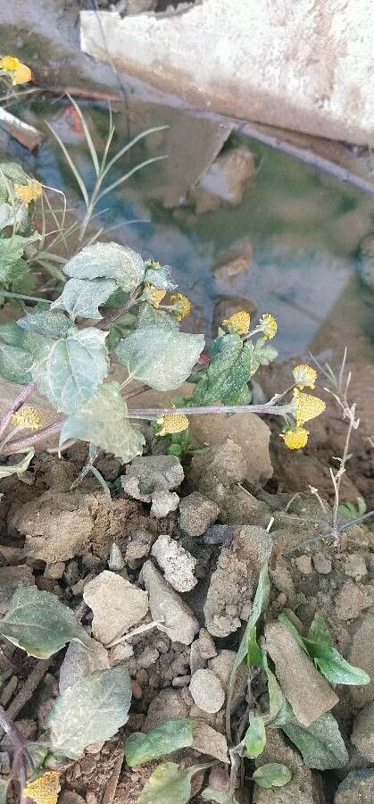 Acmella paniculata flower