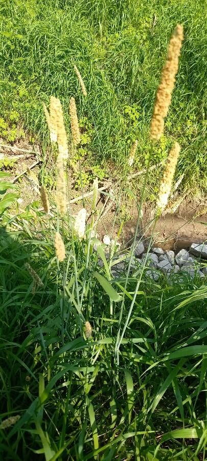 Phleum pratense — search result for 'Phleum'