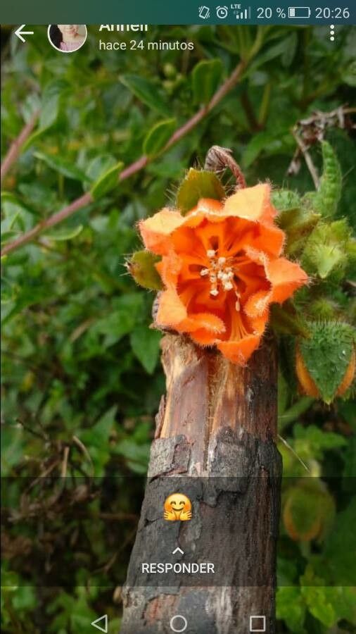 Caiophora chuquitensis flower