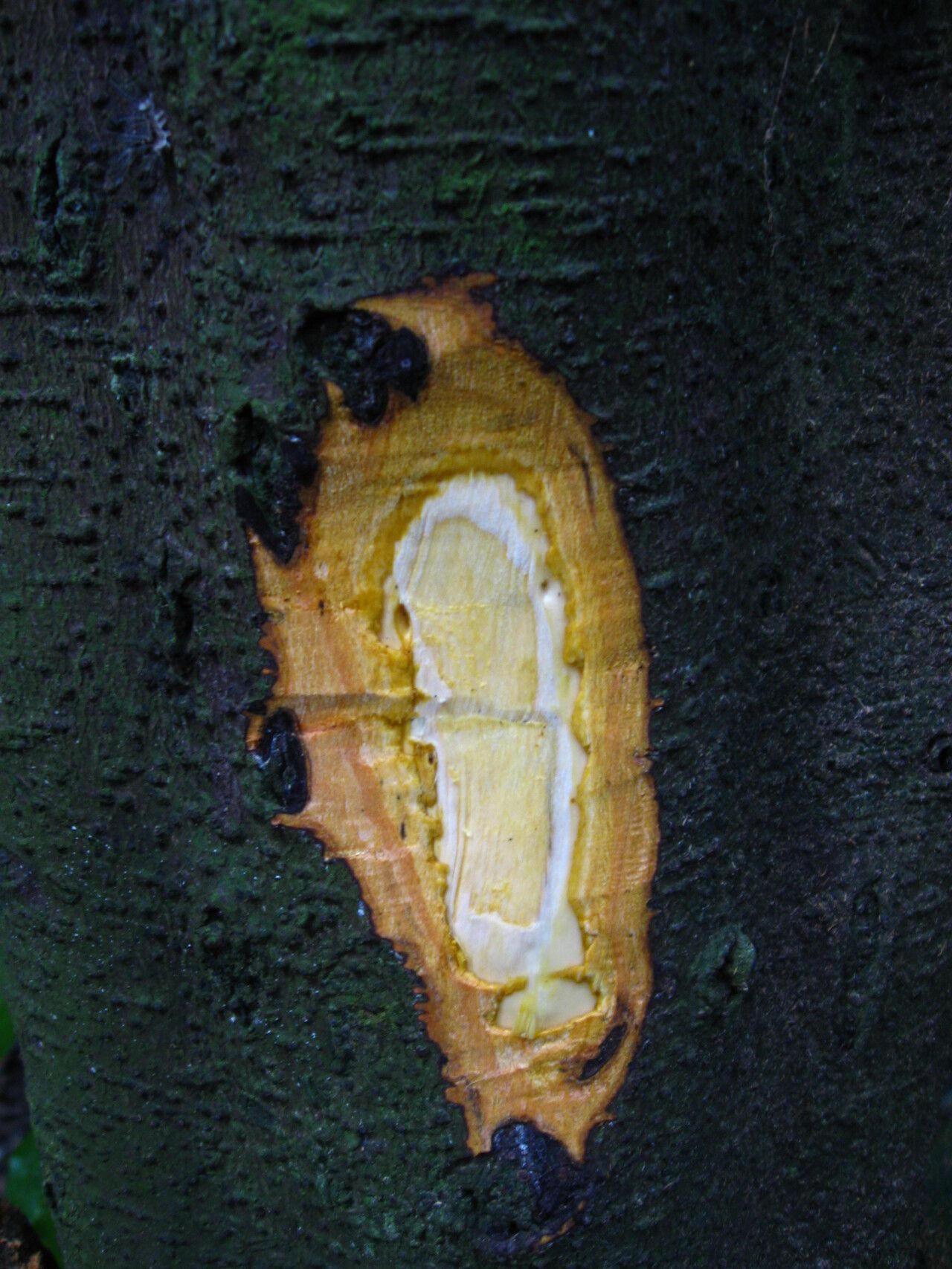 Diospyros physocalycina bark