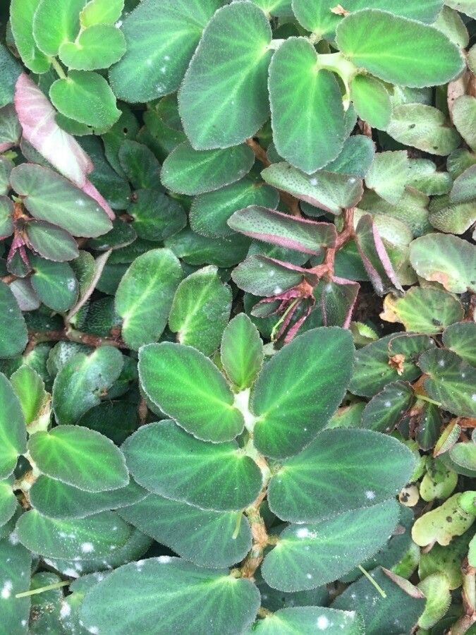 Begonia thelmae leaf