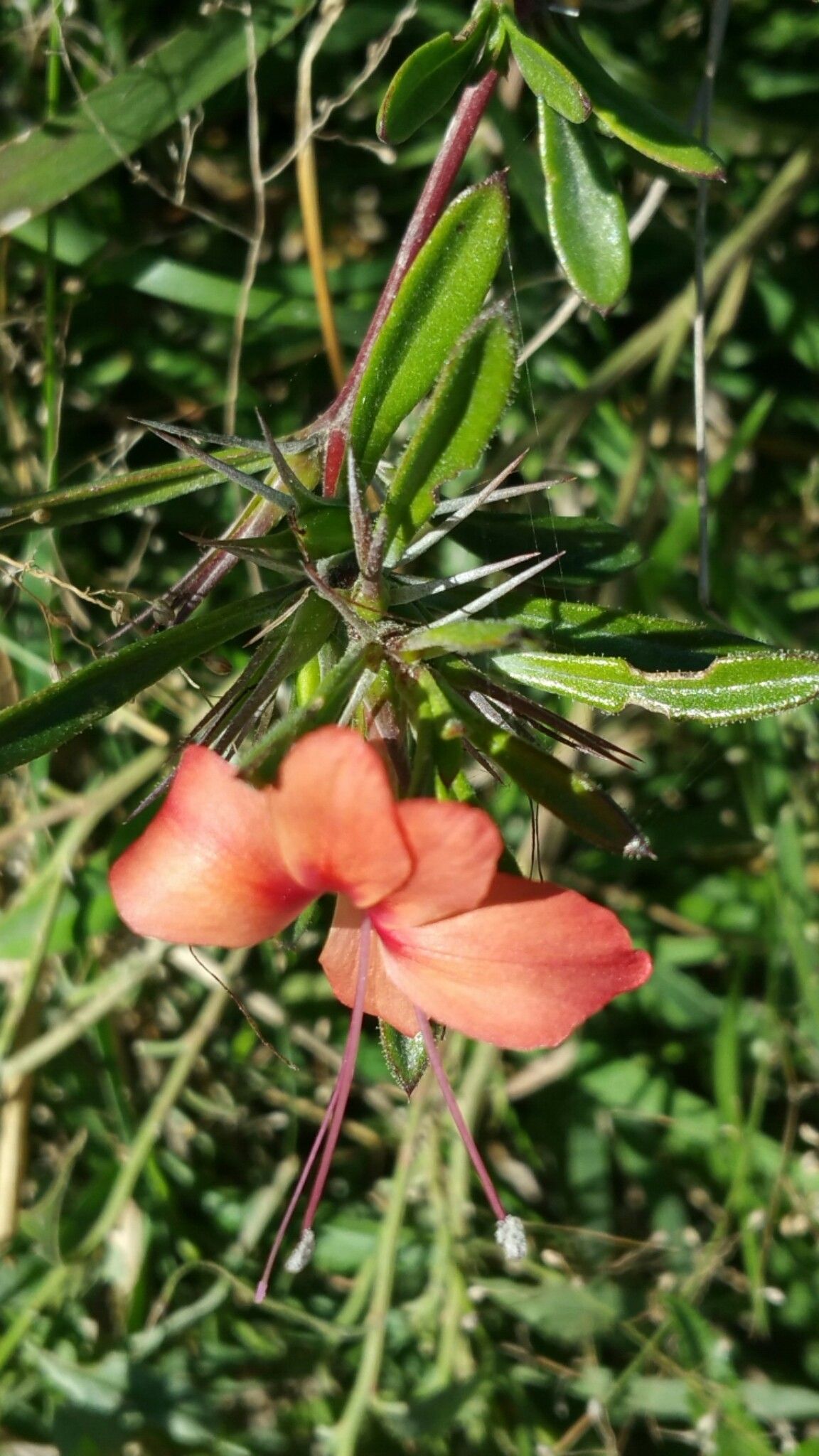Barleria her flower