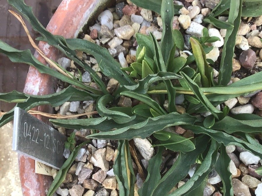 Biarum tenuifolium leaf