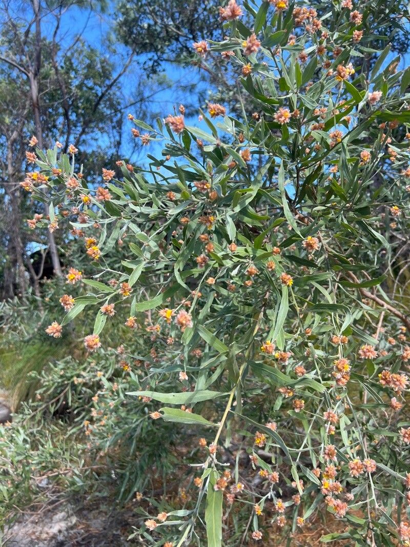 Jacksonia dilatata — related species from the same genus
