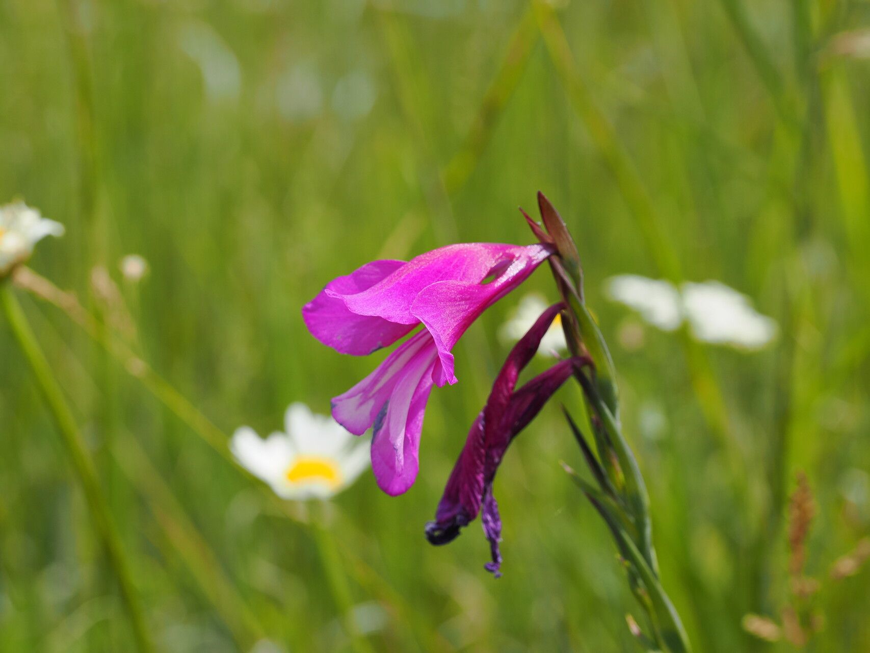 Gladiolus caucasicus — search result for 'Gladiolus'