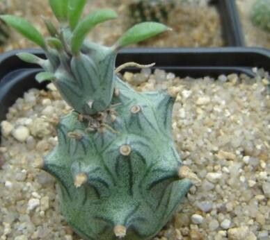 Kleinia mweroensis — search result for 'Kleinia'