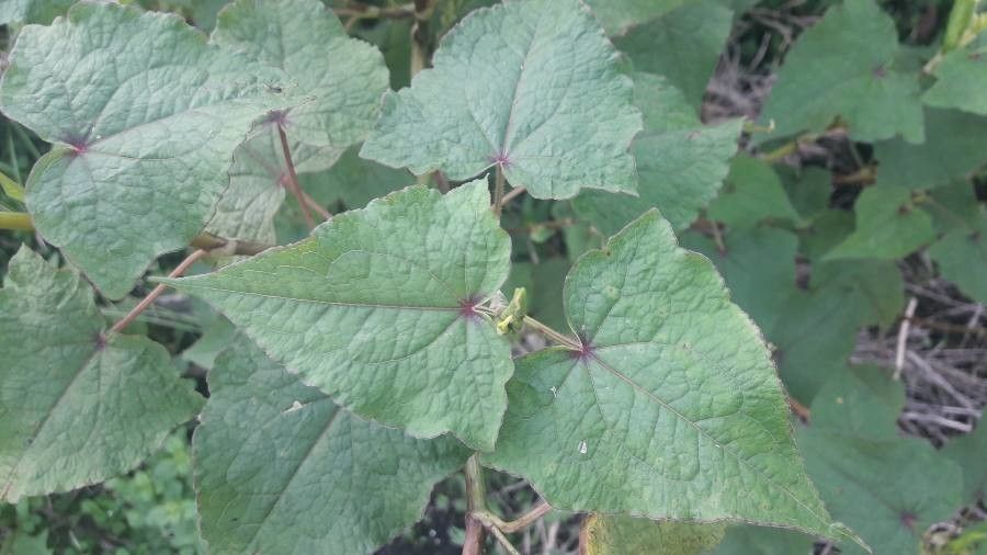 Fagopyrum cymosum — search result for 'Bhutan'