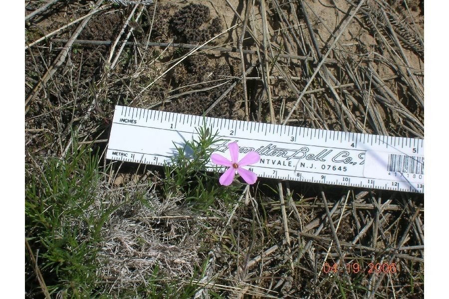 Phlox aculeata habit