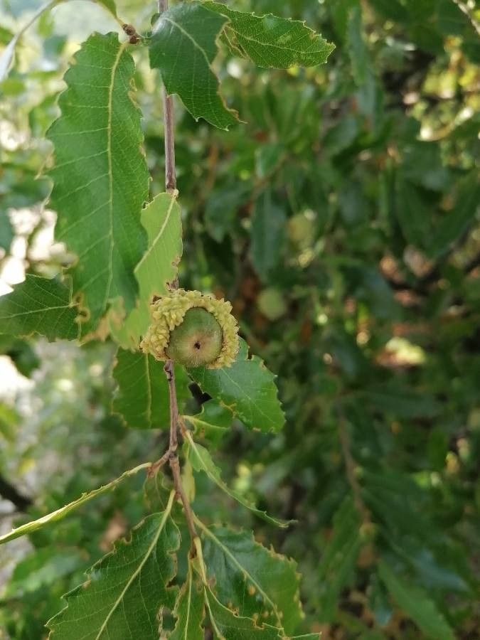 Quercus trojana fruit