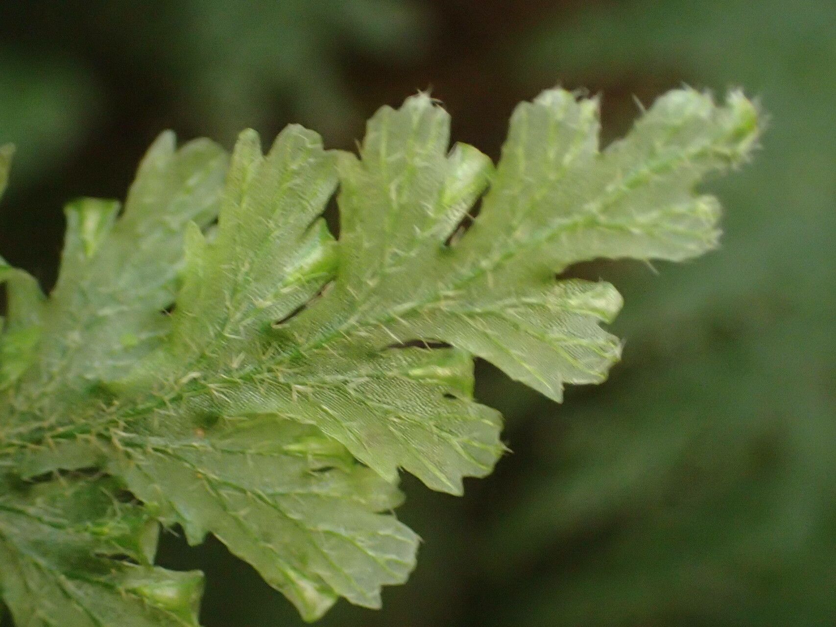 Trichomanes alatum — related species from the same genus