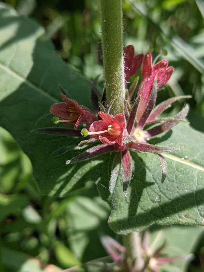 Triosteum perfoliatum flower