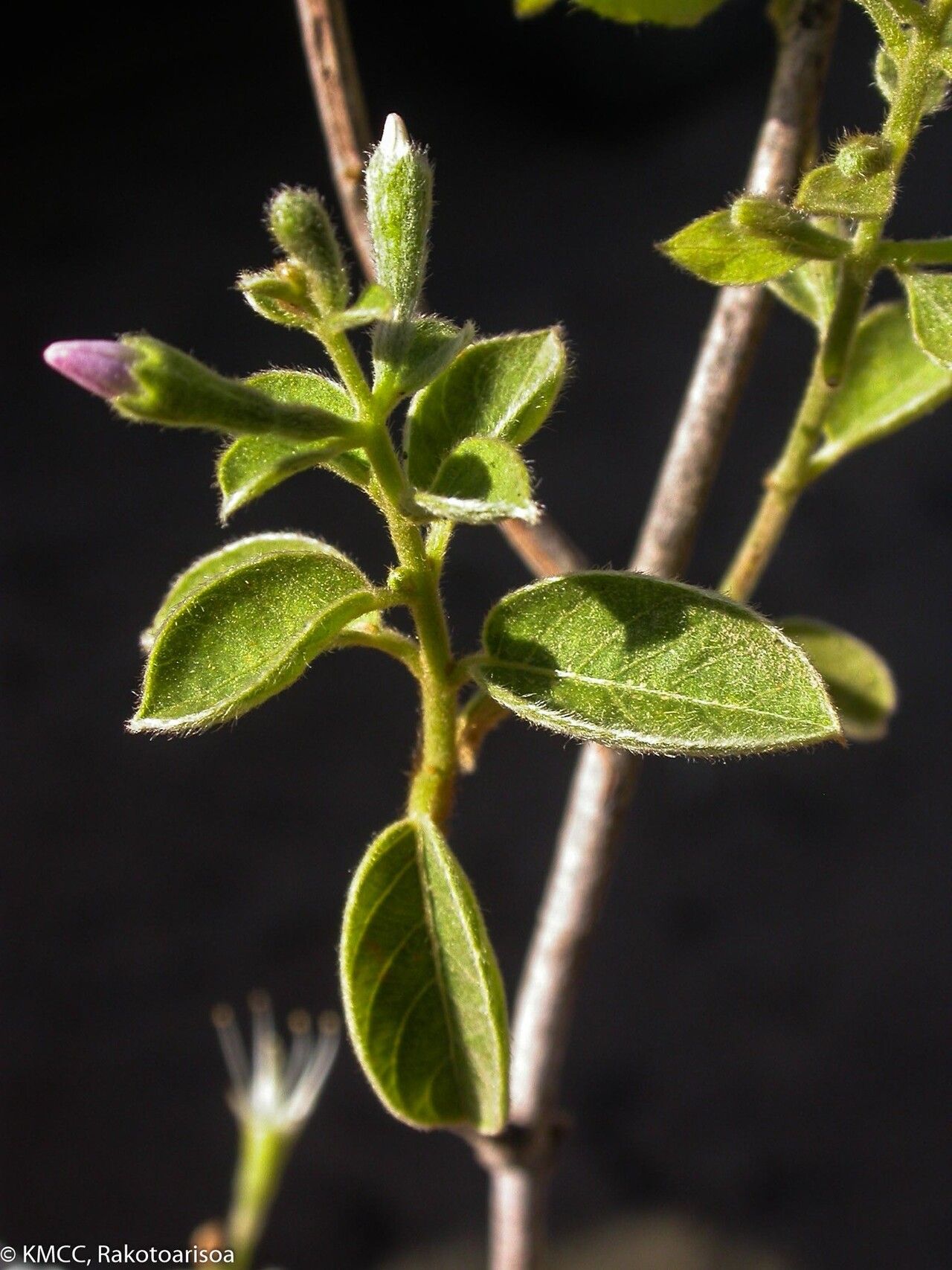 Combretum albiflorum — houseplant care guide