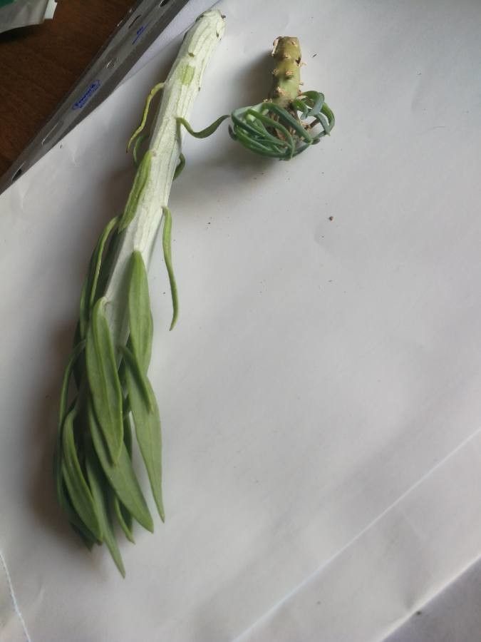 Senecio talinoides — houseplant care guide