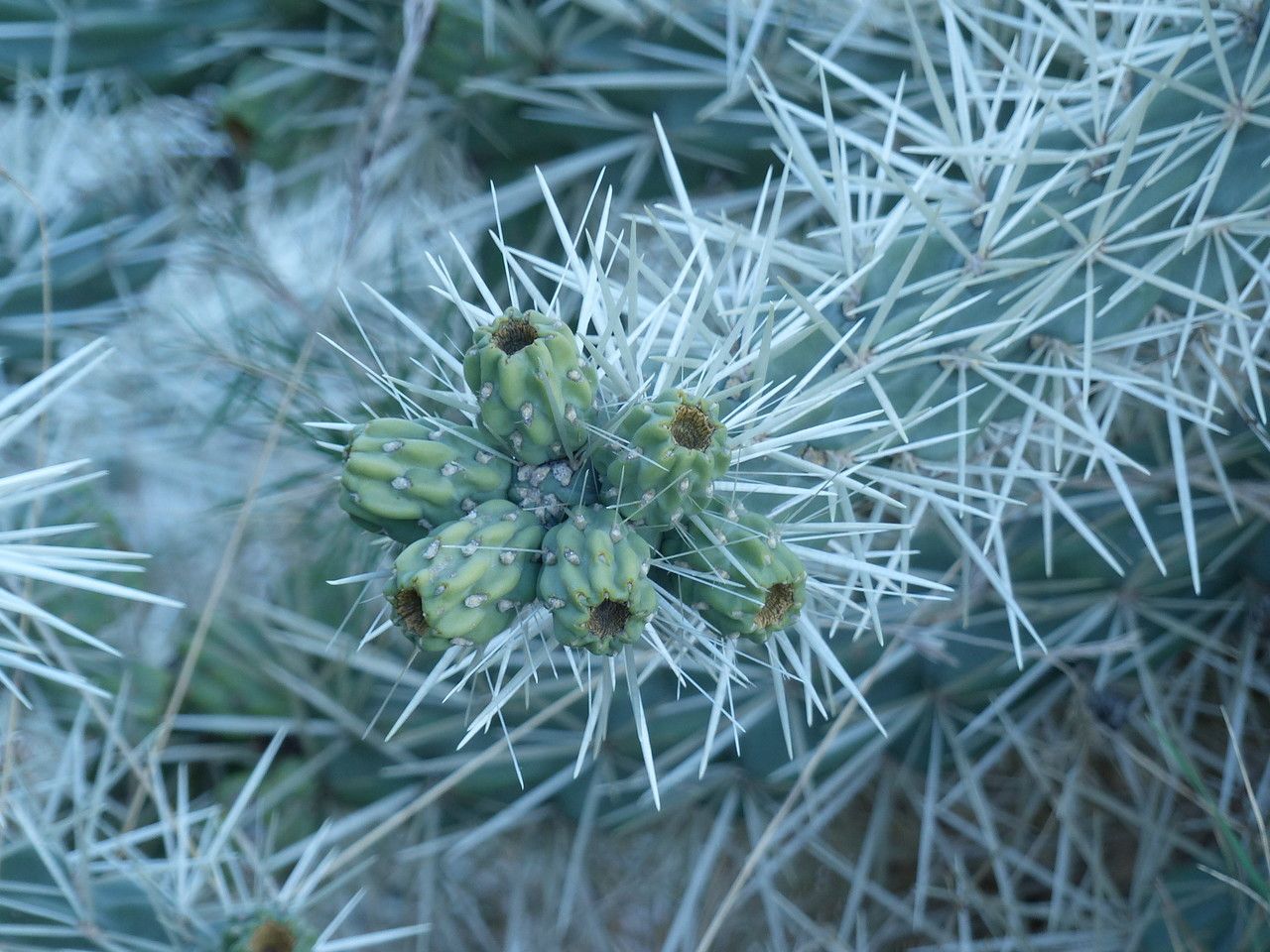 Cylindropuntia tunicata fruit
