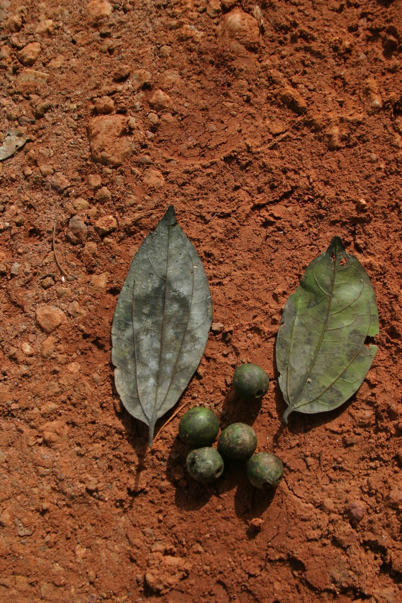 Celtis adolfi-friderici fruit