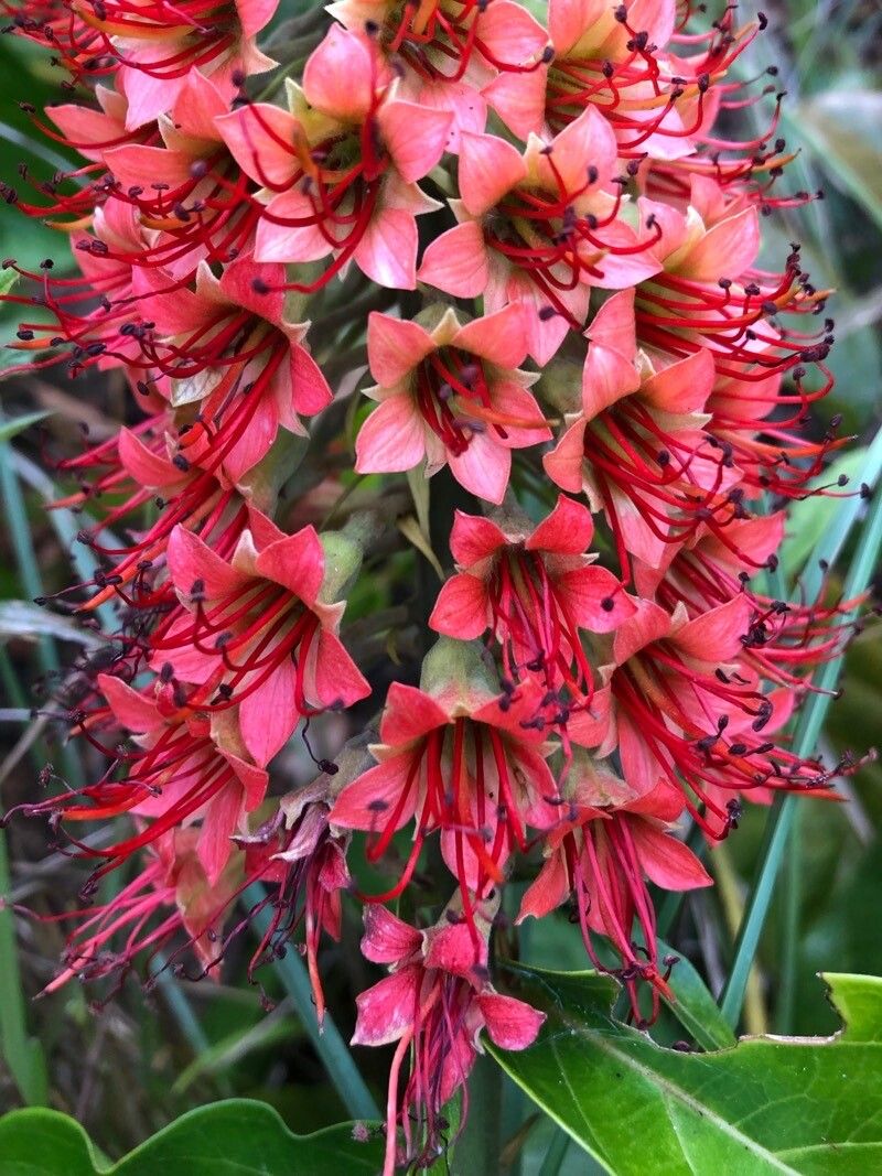 Combretum cacoucia — houseplant care guide