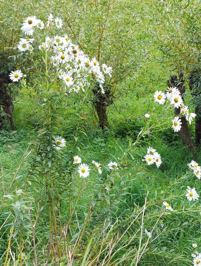 Leucanthemella serotina flower