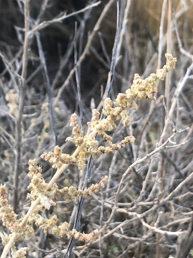 Atriplex halimus fruit