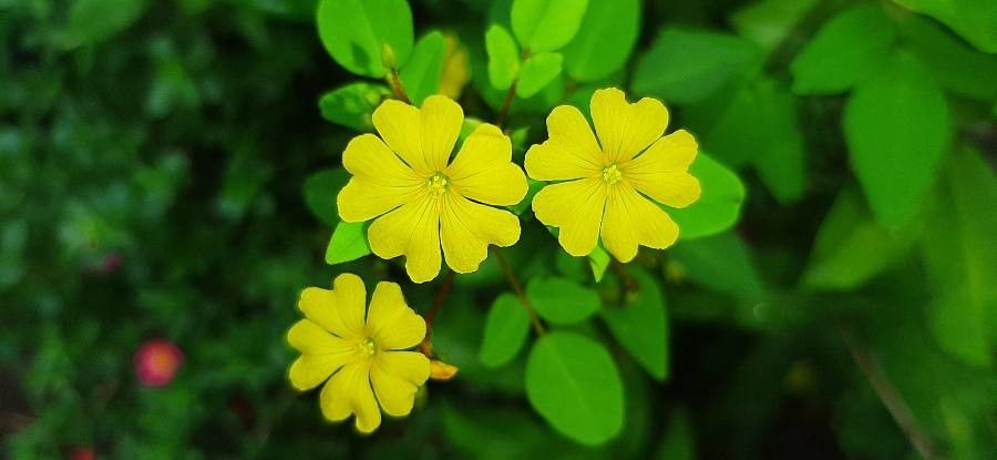 Oxalis frutescens flower