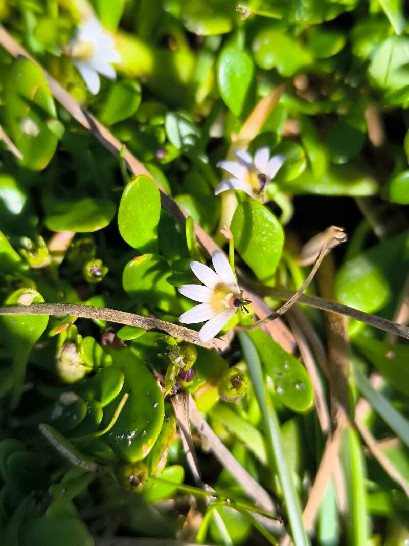 Goodenia radicans — houseplant care guide