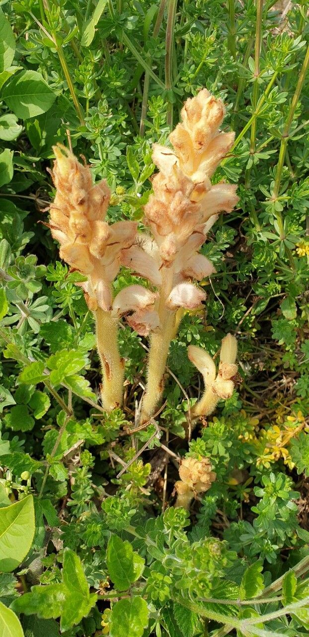 Orobanche caryophyllacea — houseplant care guide