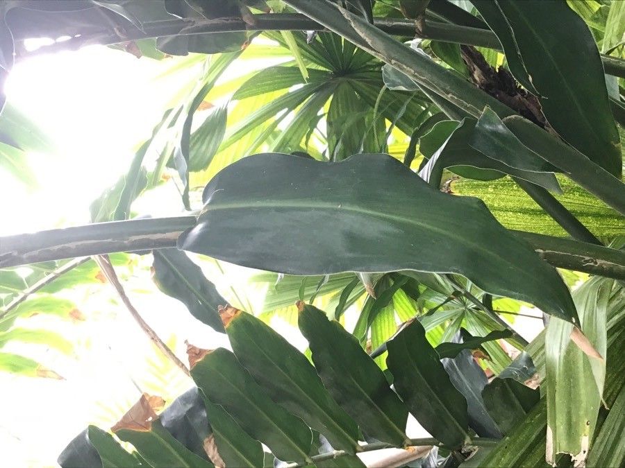 Zingiber Spectabile leaf