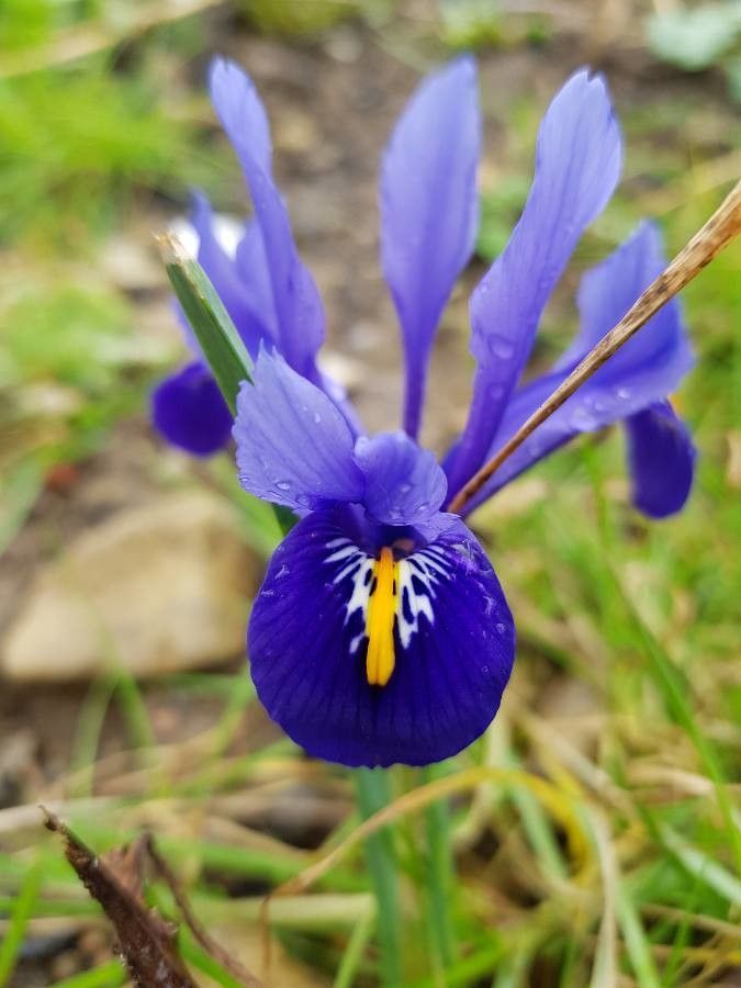 Iris planifolia fruit