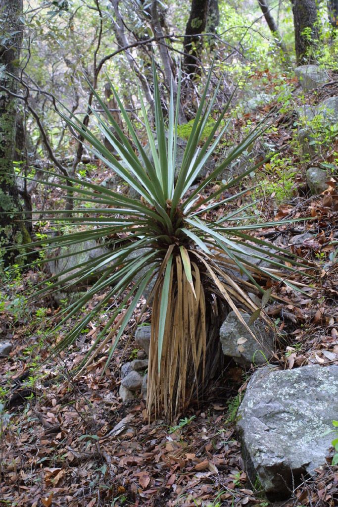 Yucca madrensis habit