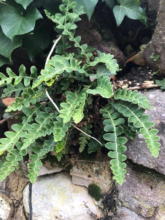 Asplenium ceterach leaf