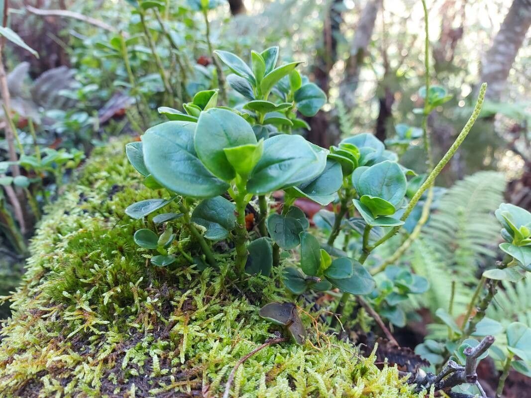 Peperomia borbonensis leaf