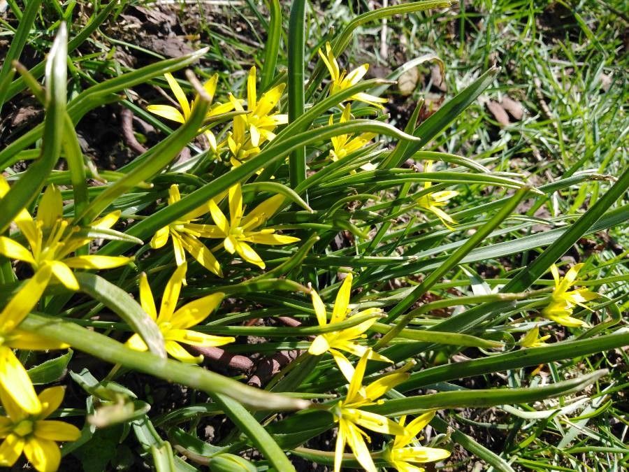 Gagea pratensis — search result for 'Gagea'