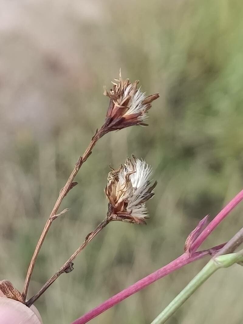 Tripolium pannonicum fruit