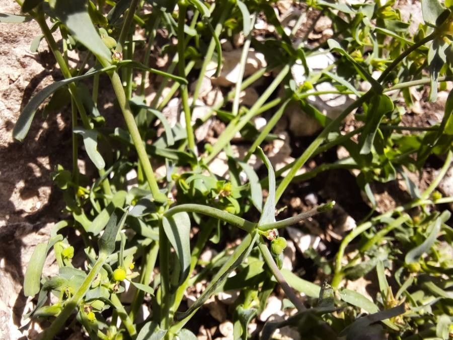 Euphorbia sulcata leaf