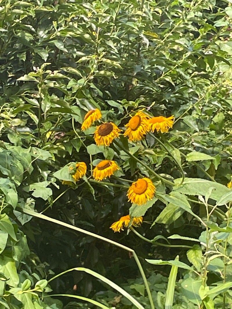Telekia speciosa flower