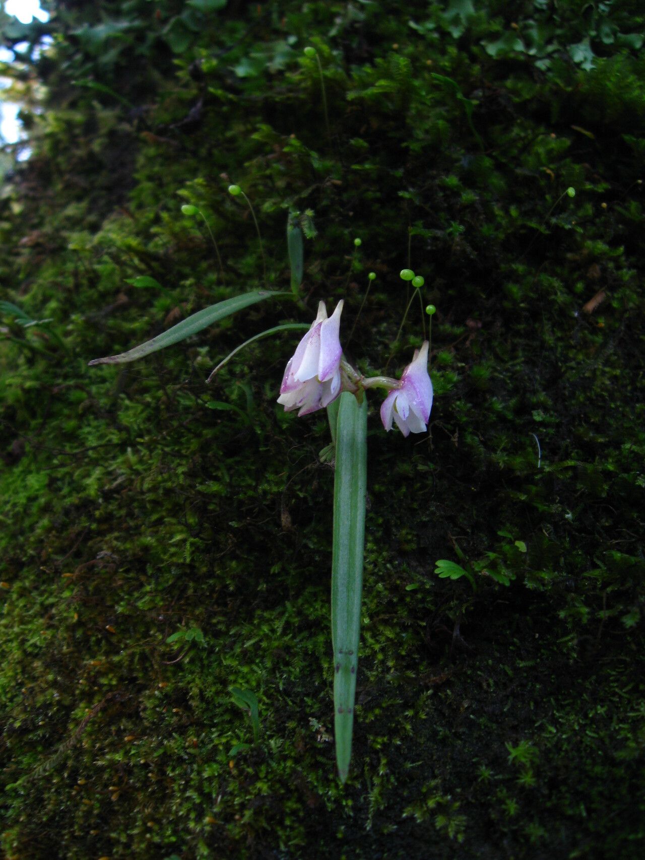 Polystachya bicalcarata flower