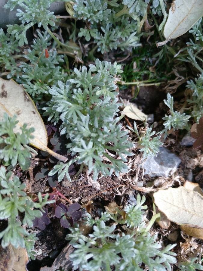 Artemisia granatensis habit