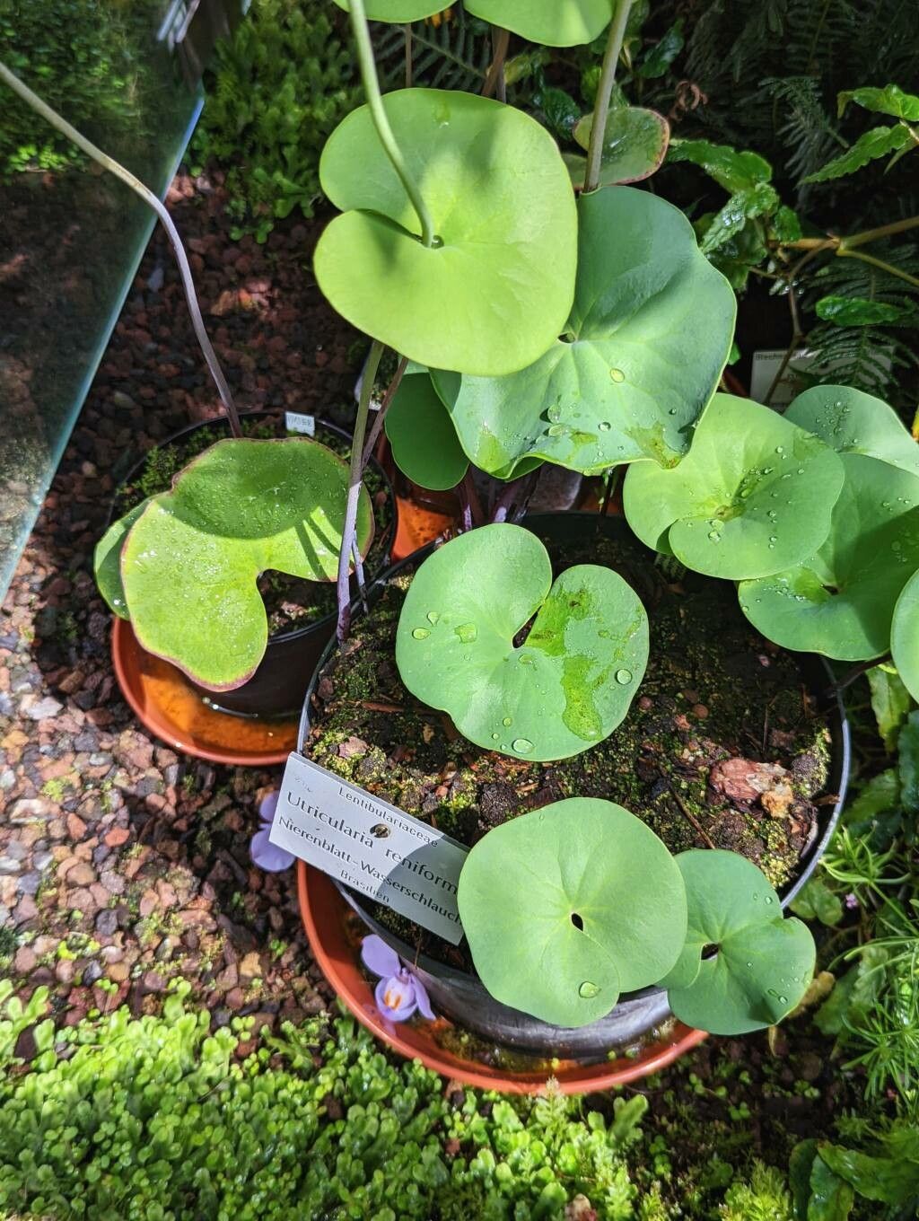Utricularia reniformis leaf